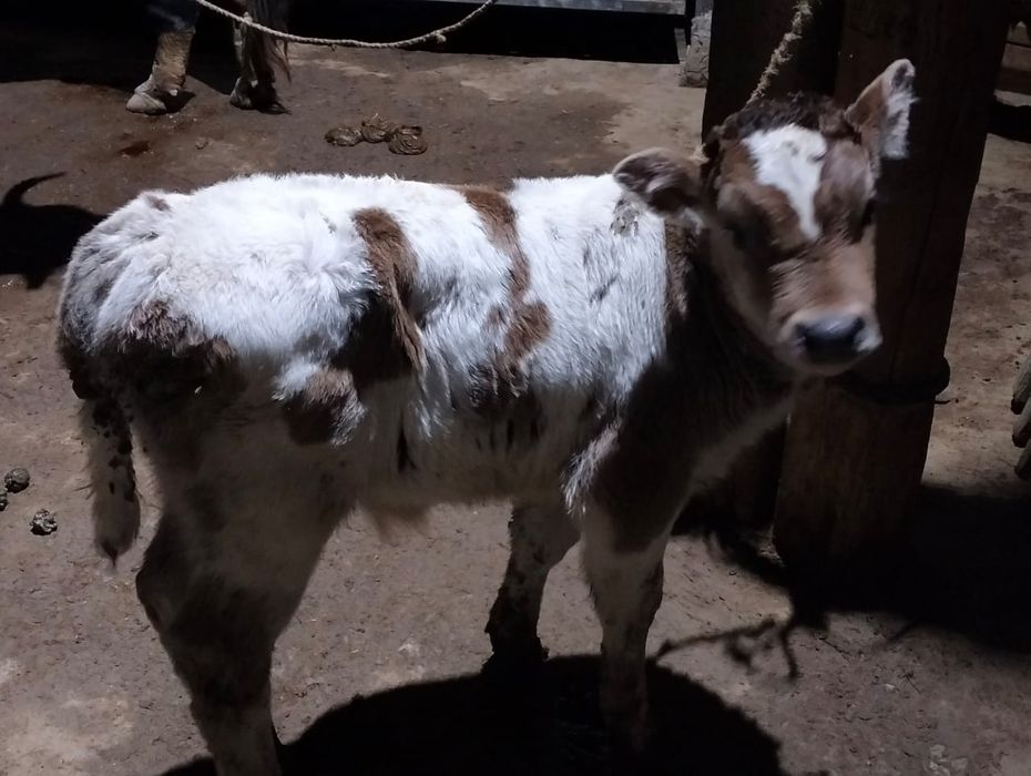 Сиыр 2 айлық еркек бұзауымен сатылады.