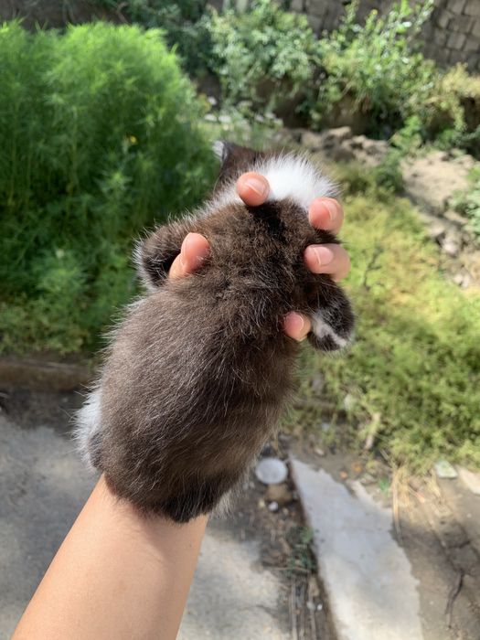 Котенок девочка