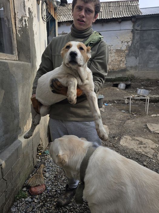 Щенок среднеазиаткой  овчарки