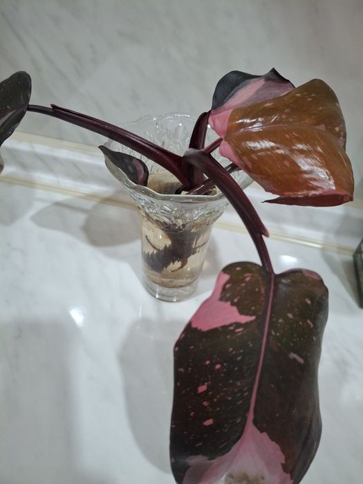 Розовая принцесса.