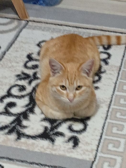 В добрые руки кот