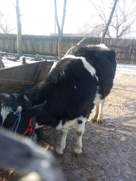 Vand vitica 2 ani gestatanta in doua luni