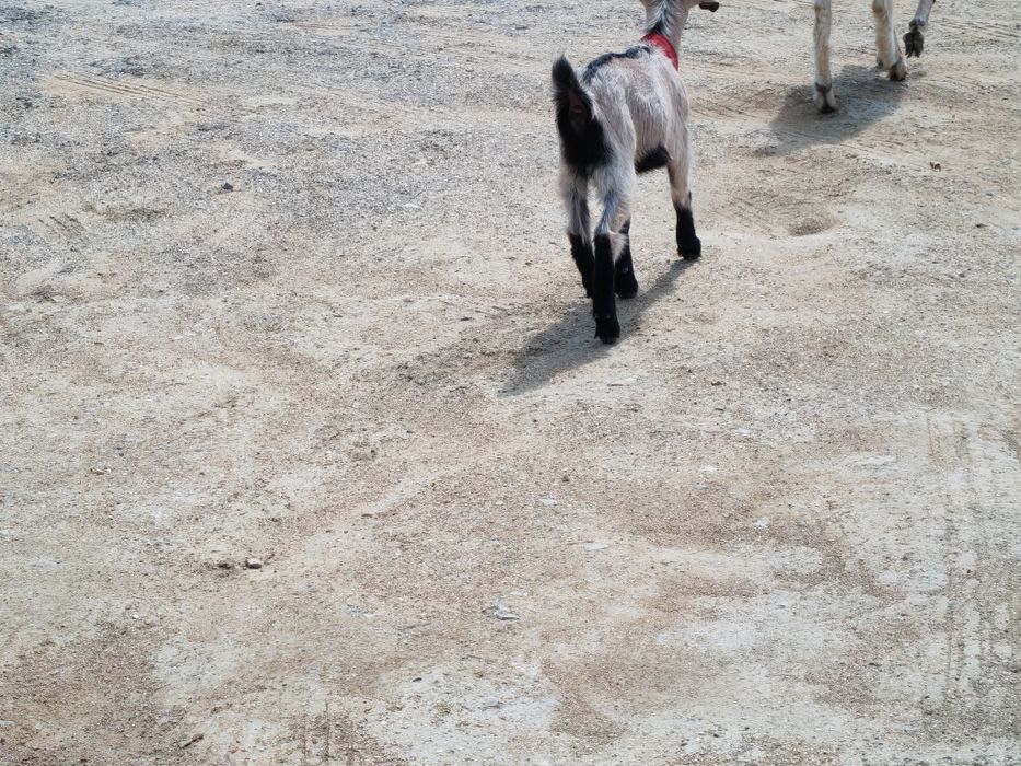 Альпи ұрғашы лақ