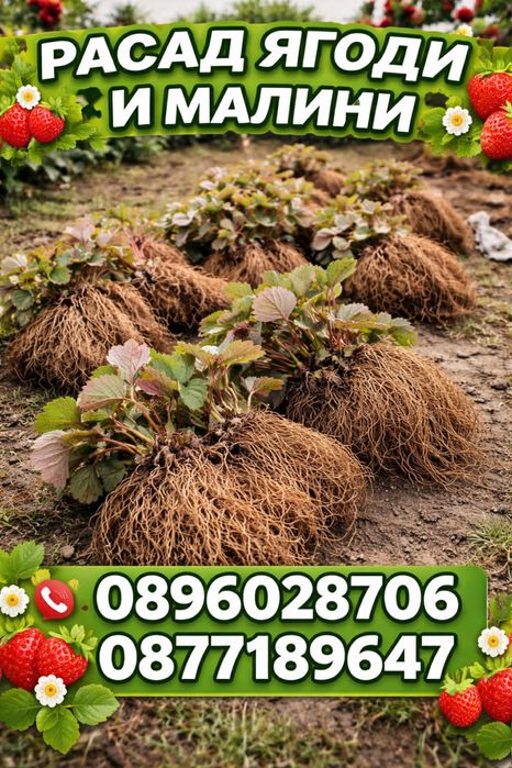 Домашно отгледан разсад ягоди – гарантиран вкус и аромат“