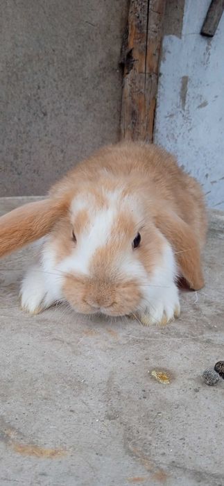 Зайци, френски кочовати