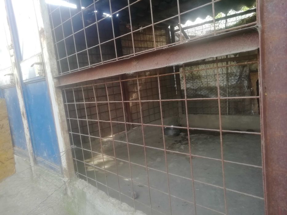 Foster Pensiune canina Cazare pentru caini PetSitter Hotel Giurgiu