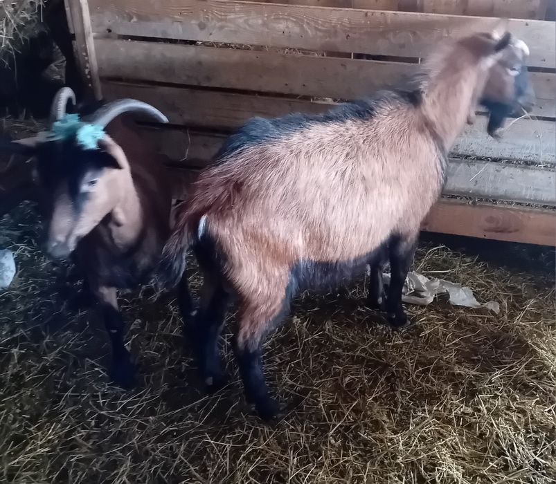 Vand capre alpin francez