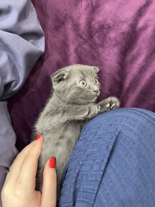 Шотландский вислоухий