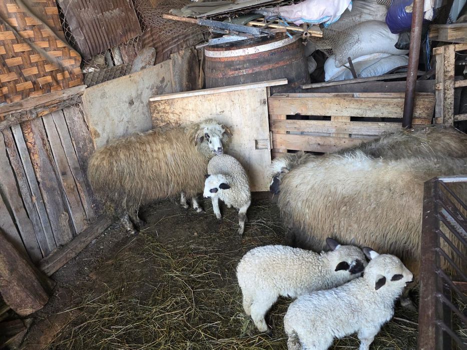 Se vinde 7 oi cu miei