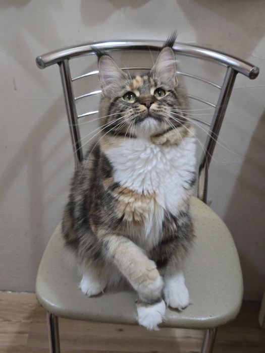 Девочка мейн-кун