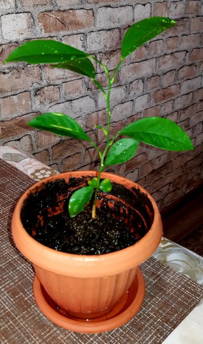 Продам лимон. Цена 3 200.