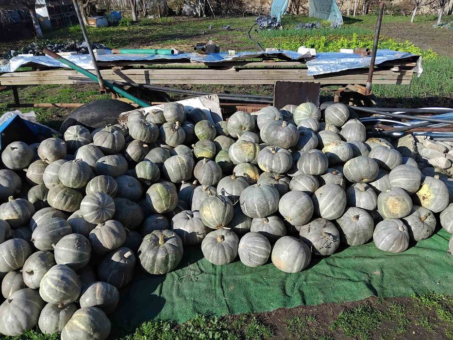 Продавам тикви-дребни 0,20ст./0,10евро