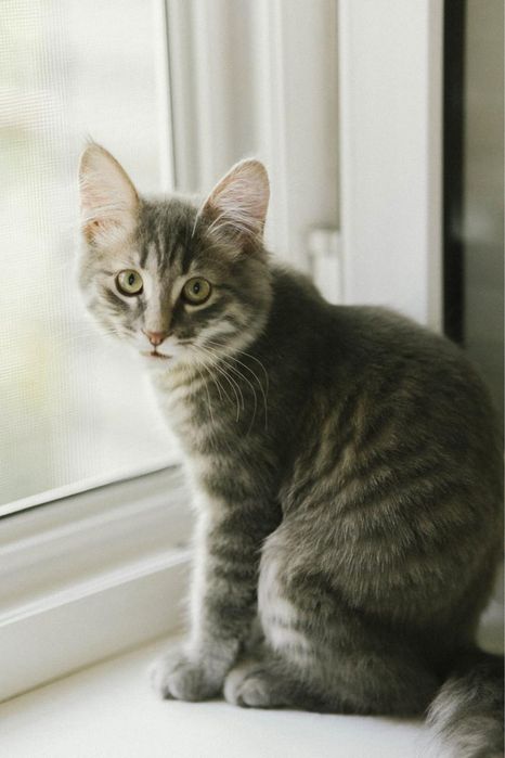 Котенок мальчик ищет дом