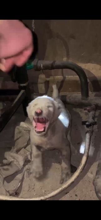 Алабай күшік сатылады