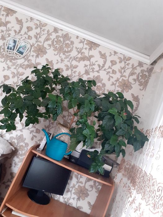 Китайская роза ( Гибискус) ( Пришахтинск)