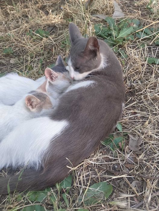 Подарявам коткана една годинка