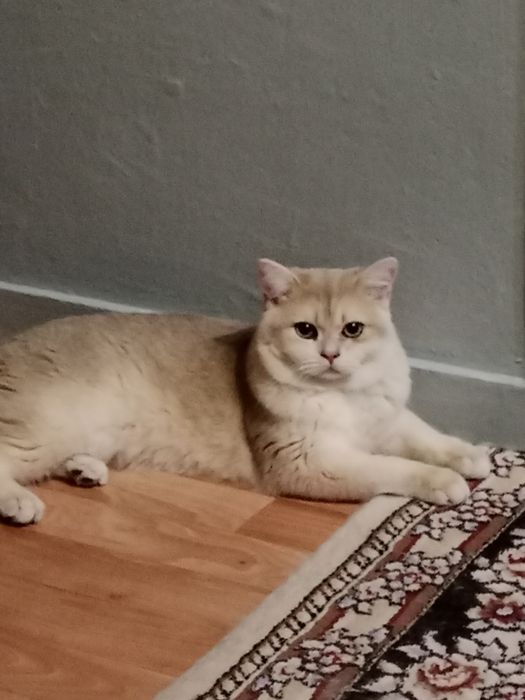 Вязка   Кот Золотая Шиншилла.