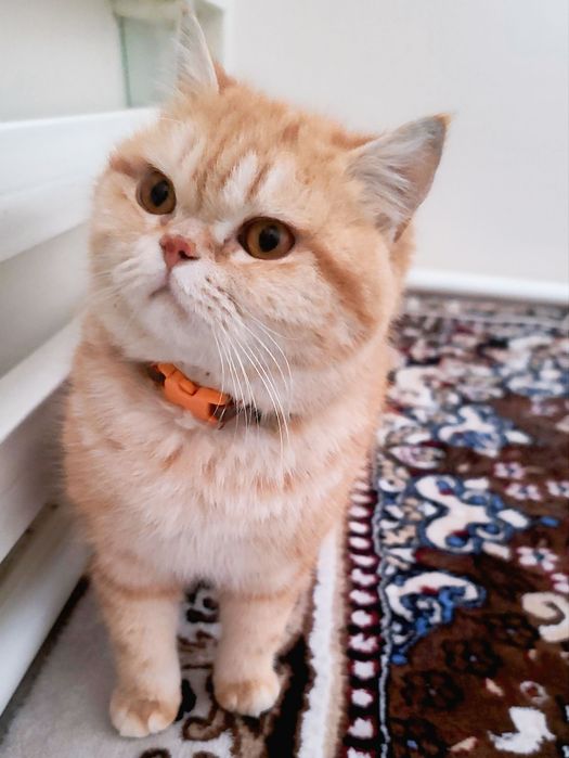 Vyaska bepul, padarkagamas ko'paytirishga