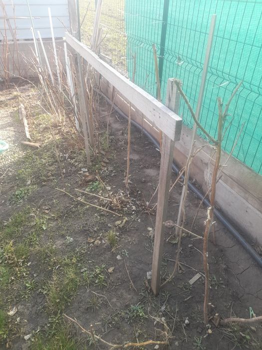 Fructe de padure mure tufe mari rodesc anul acesta