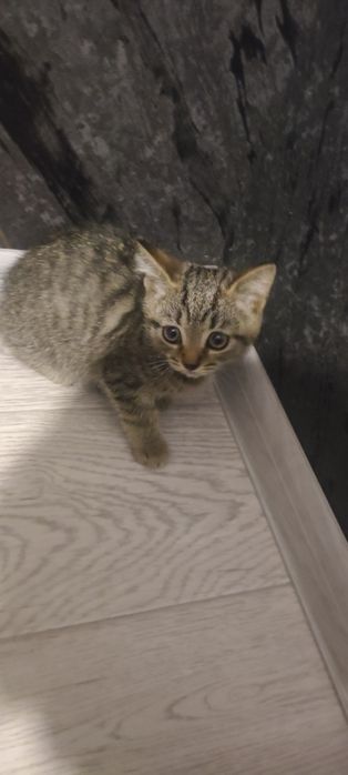 Отда котят в добрые руки