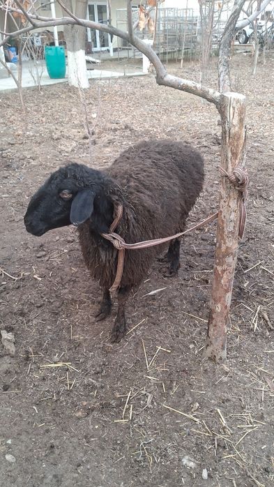 Bugʻoz Quy Sotiladi