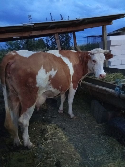 Vând vacă Bălțata Românească