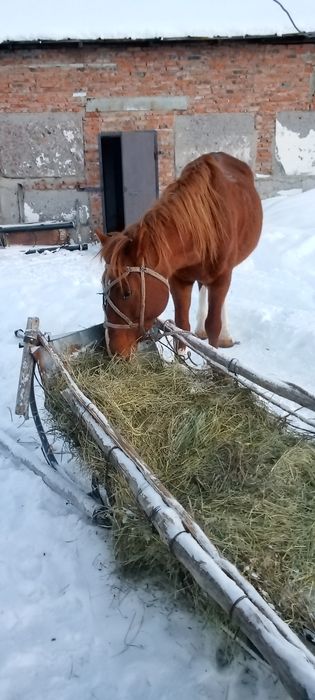 Меняю жеребца на Кобылу