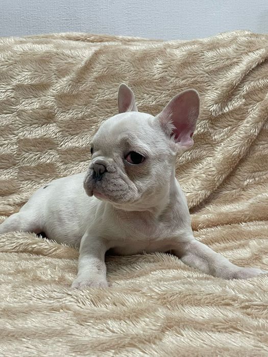 Цветные французы