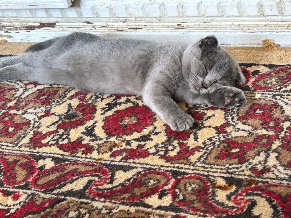 Продается котенок