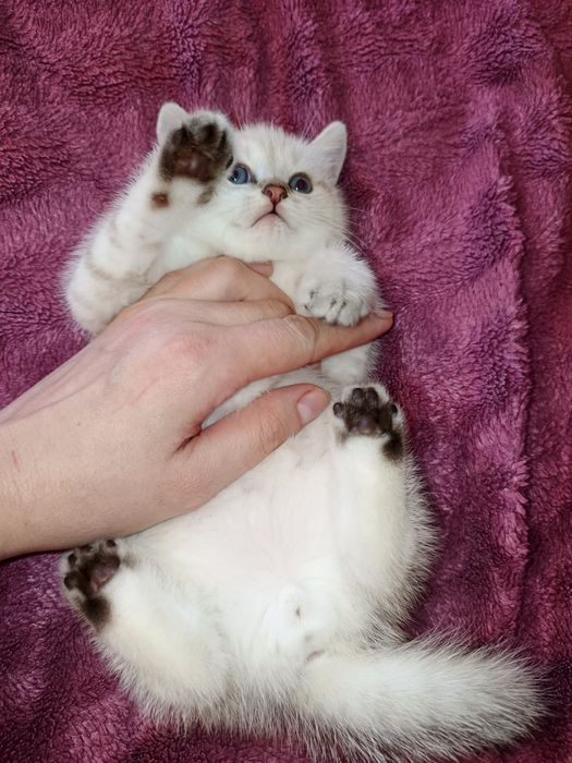 Зоогостиница передержка