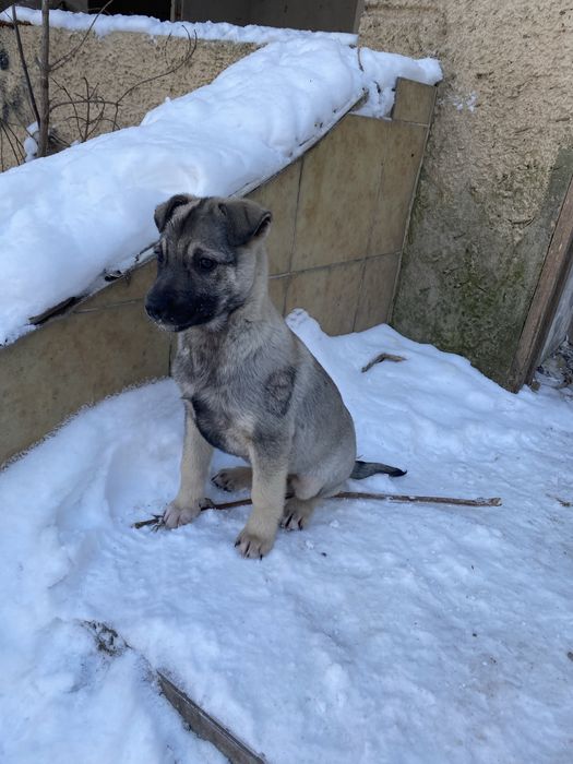 Отдам щенков в добрые руки!