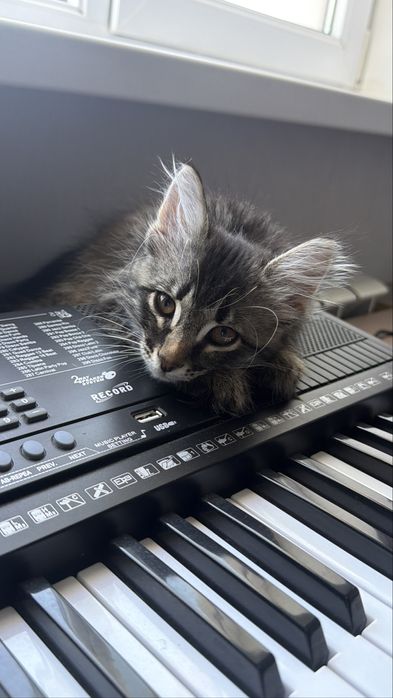 Котенок в добрые руки