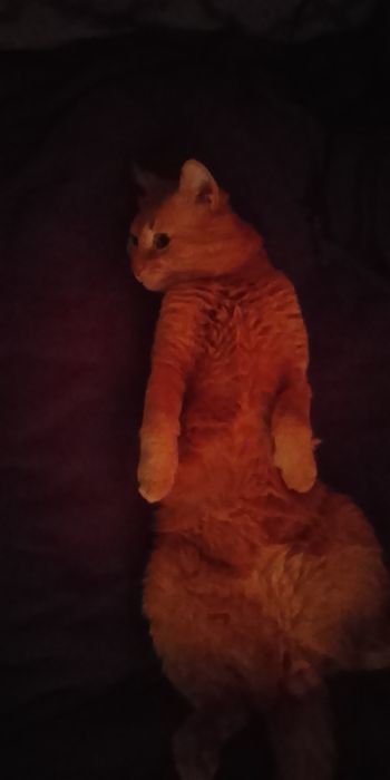 Отдам кота в сапогах