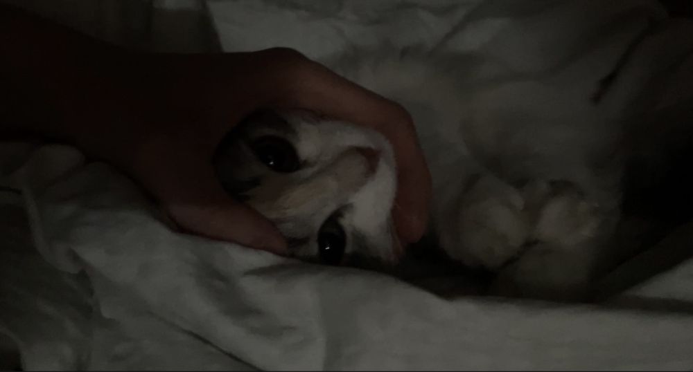 мысык сатылады)))