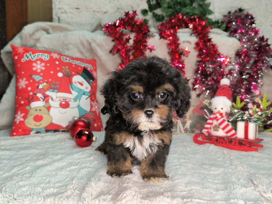 Vand fetita Cavapoo black and tan F1.
