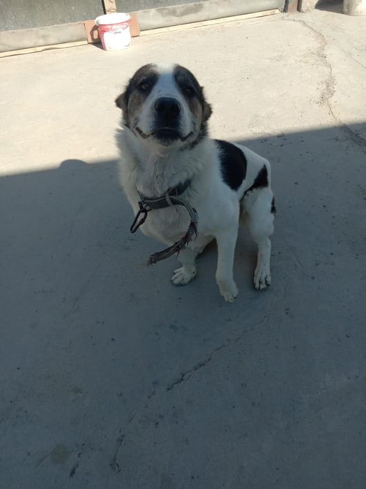 Собака Бойцовский