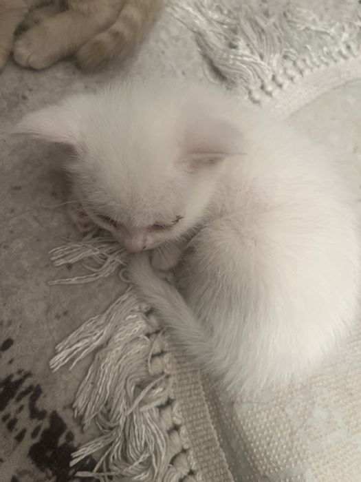 12 год гарания хороший котик