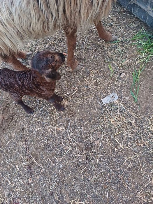 Qõy balasi bilan sotiladi