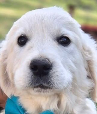 Vând pui golden retriever mascul- cu pedigree