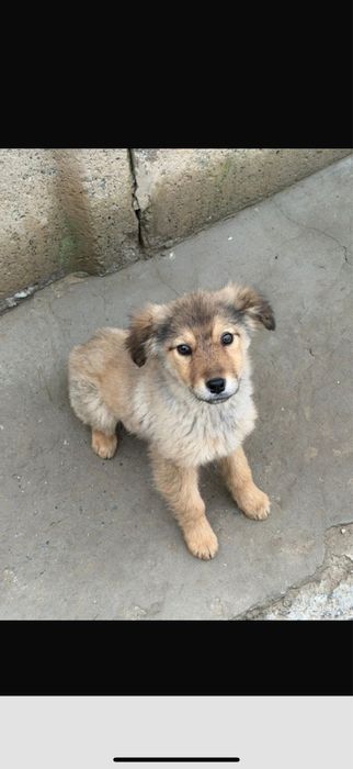 Щенки / Күшік бесплатно