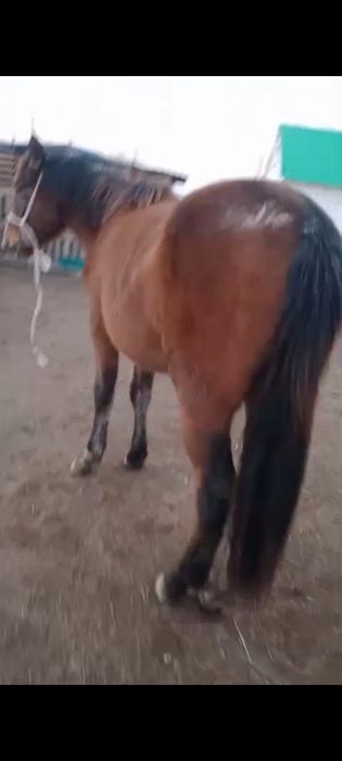 Ассалаумалейкум байтал сатылады