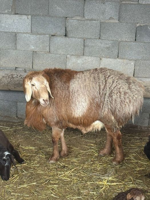 Продам кошкара 3 года