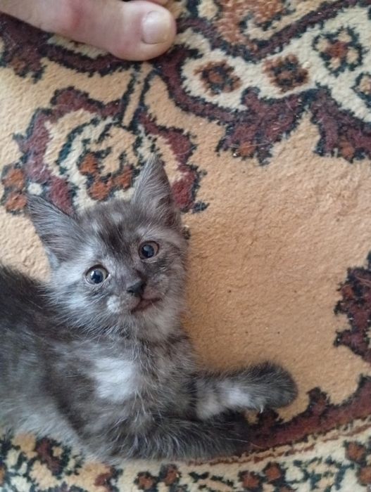 Отдам бесплатно котят