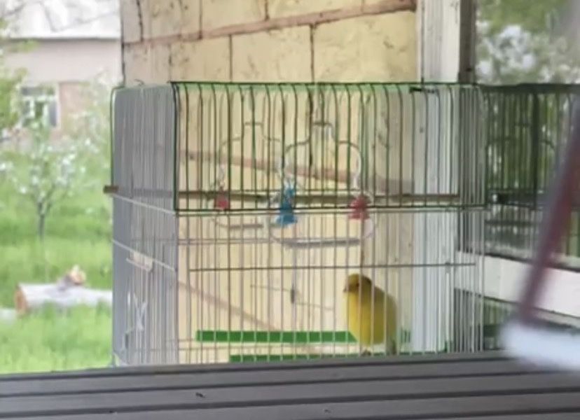 Продаётся самец взрослый самки тоже есть