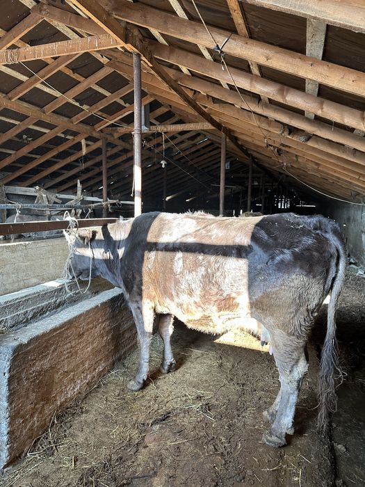 Бұзаулы Сиыр сатылады Байсерке