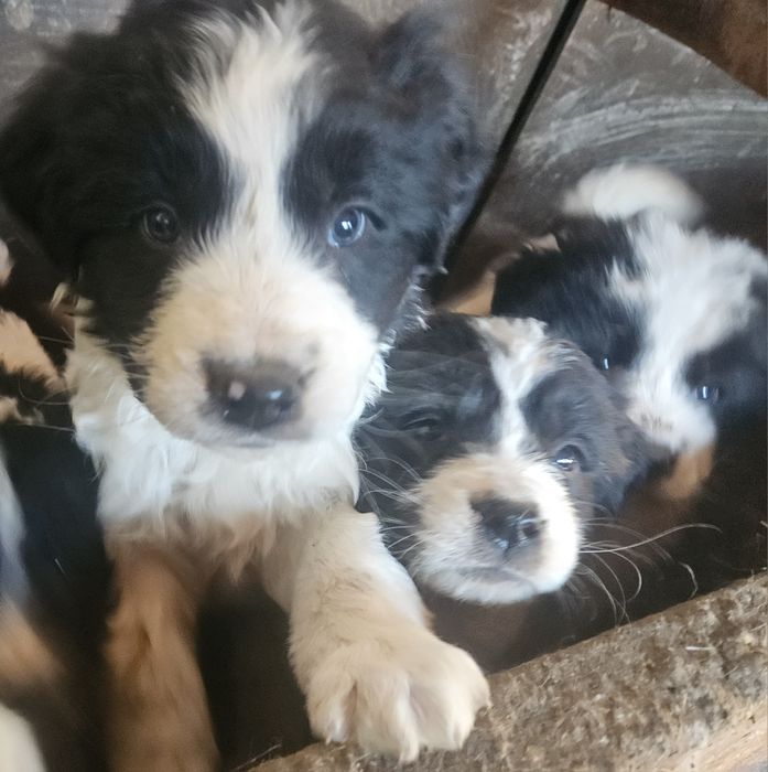 Каракачанска овчарка