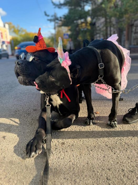 Шенки кане корсо