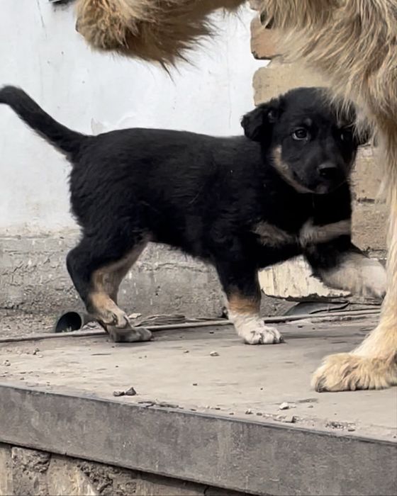 Дарим щенка