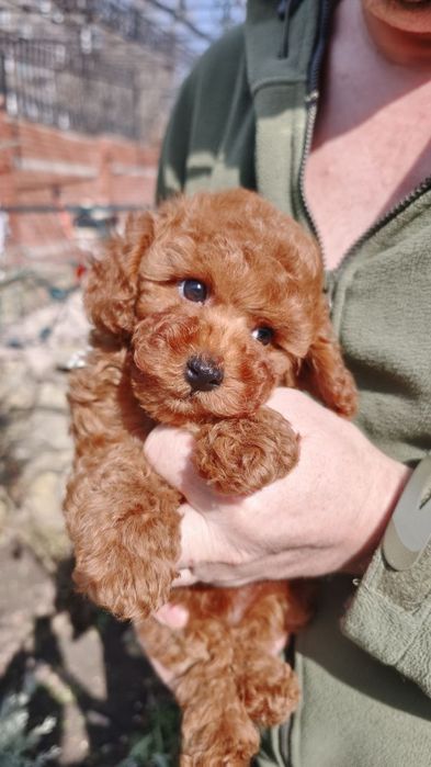 Малыш той пудель