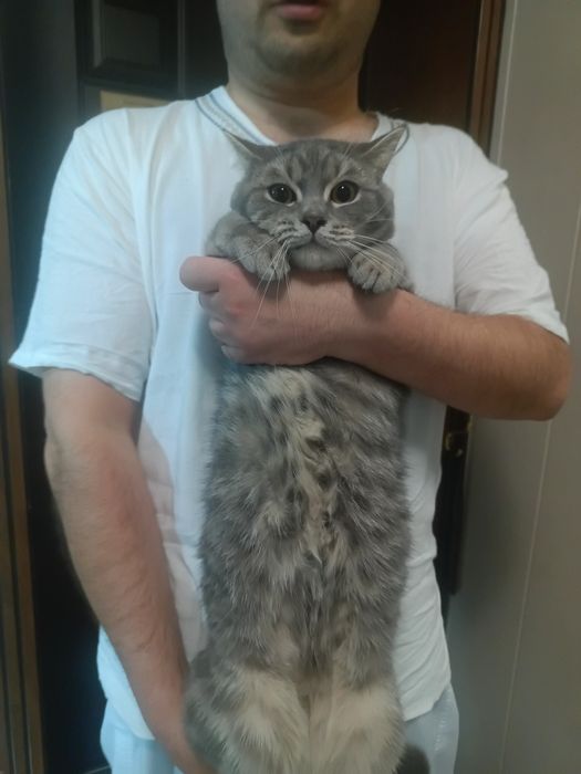 Продаются чистокровные шотландцы от правильной вязки